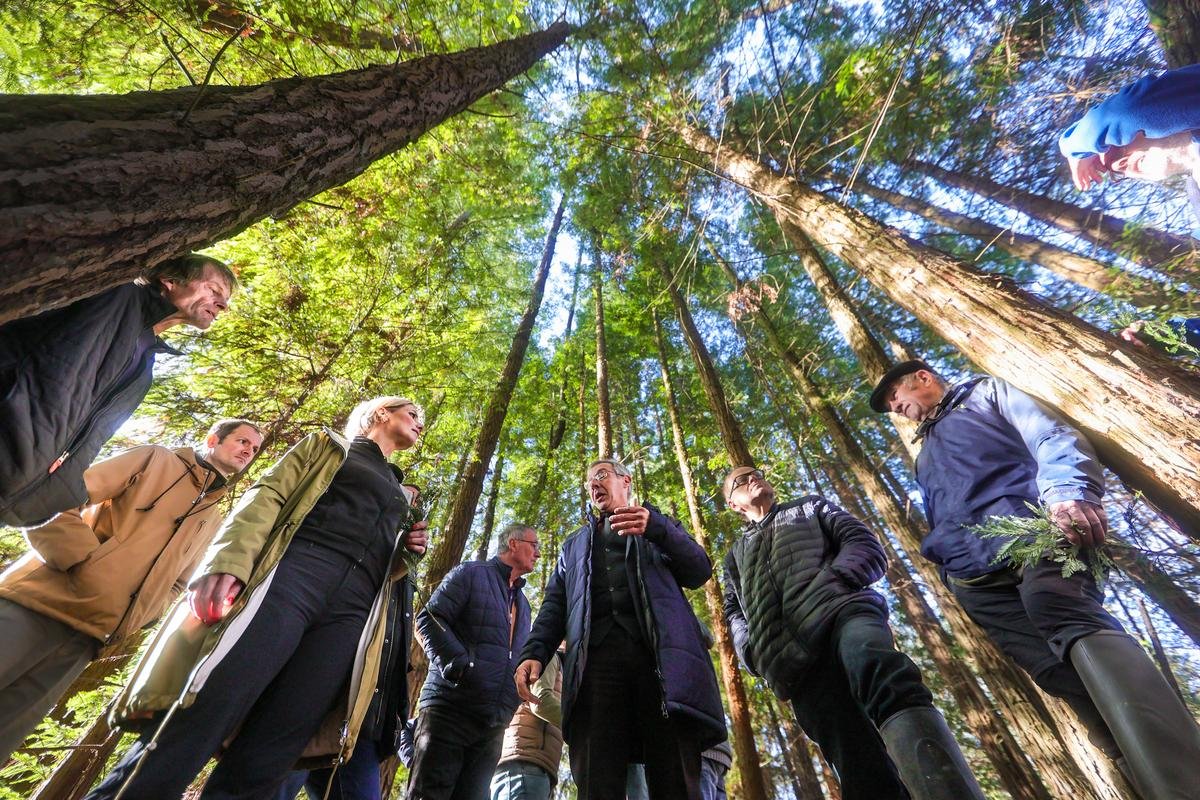 Pau : un chercheur de l’université œuvre à la création d’une filière de valorisation du séquoia
