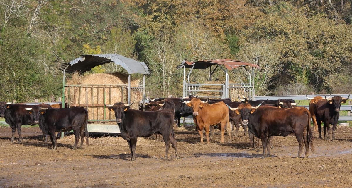 Dermatose nodulaire. « Pourquoi abattre 100 % d’un troupeau quand la maladie ne tue que 10 % des bêtes ? », s’indigne la FDSEA 47