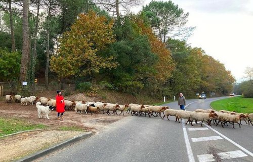 Soustons : une naissance dans le troupeau de brebis de la forêt des Montagnottes