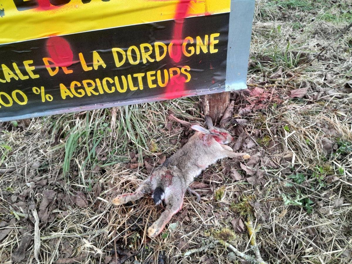 Lapin mort, tags : le combat pour la Chambre d’agriculture de la Dordogne se tend entre la Coordination rurale et les Jeunes Agriculteurs