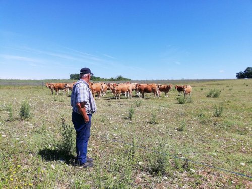 Dordogne : un agriculteur forcé de vendre son bétail aux enchères pour rembourser ses dettes