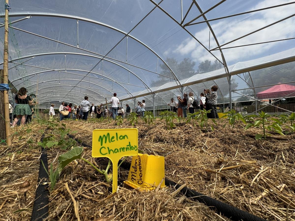 La Rochelle : encore plus de légumes de Villeneuve-les-Salines à venir croquer