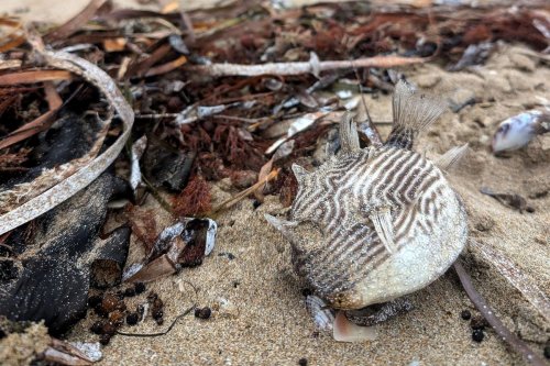 Prolifération, des cadavres d’animaux… Comment une algue toxique ravage la faune marine en Australie