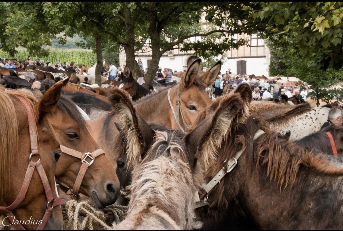 Garris : la foire ancestrale anime le Pays de Mixe