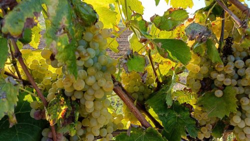 Vin : moins de feuilles, plus d’alcool, des arômes de fruits confits… quelles conséquences du réchauffement climatique sur le vignoble ?