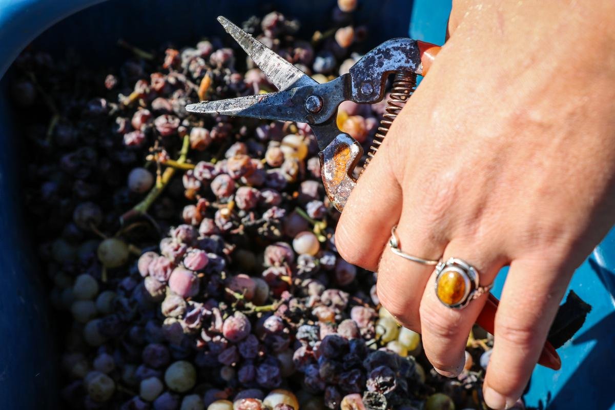 Sauternes, Graves, Premières Côtes de Bordeaux… Après les vendanges, l’heure des comptes pour les différentes appellations du sud-gironde