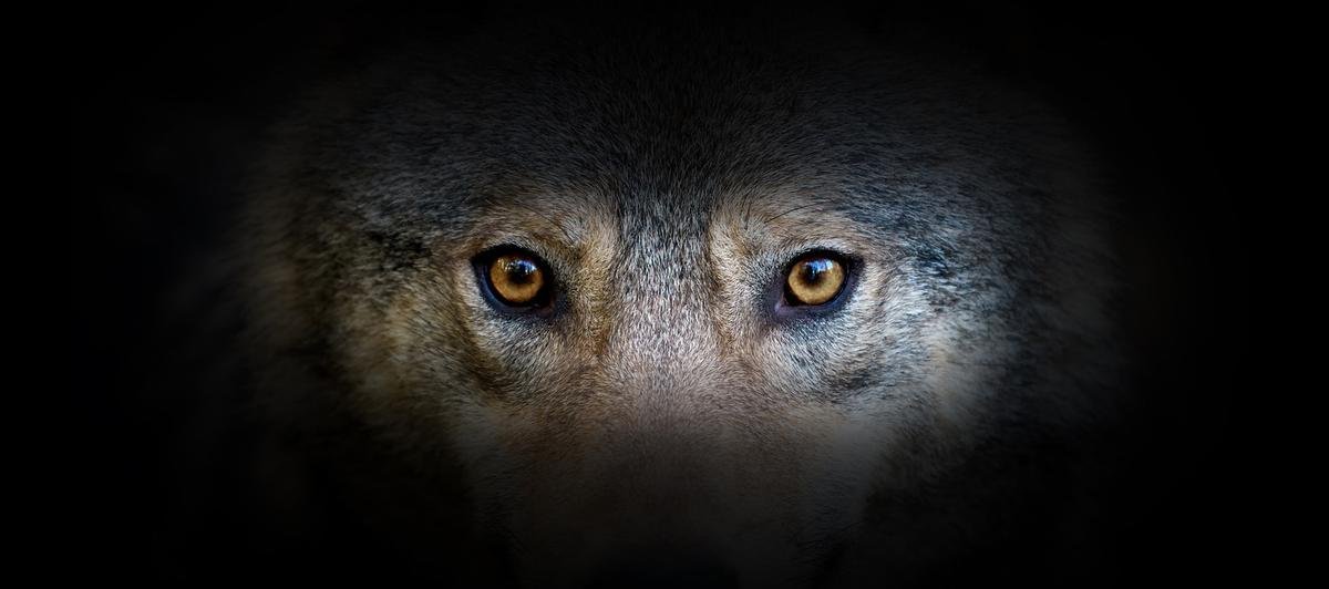 Pays basque : Le loup aperçu à Ascain est-il vraiment celui responsable des attaques à Bardos ?