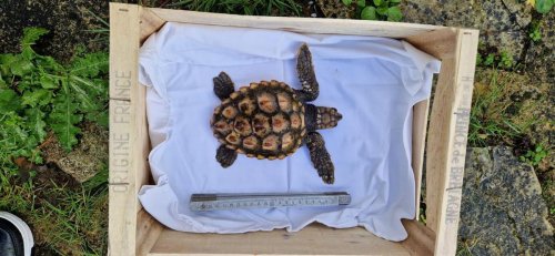 Île de Ré : belle chaîne de solidarité pour sauver une tortue caouanne retrouvée sur la plage