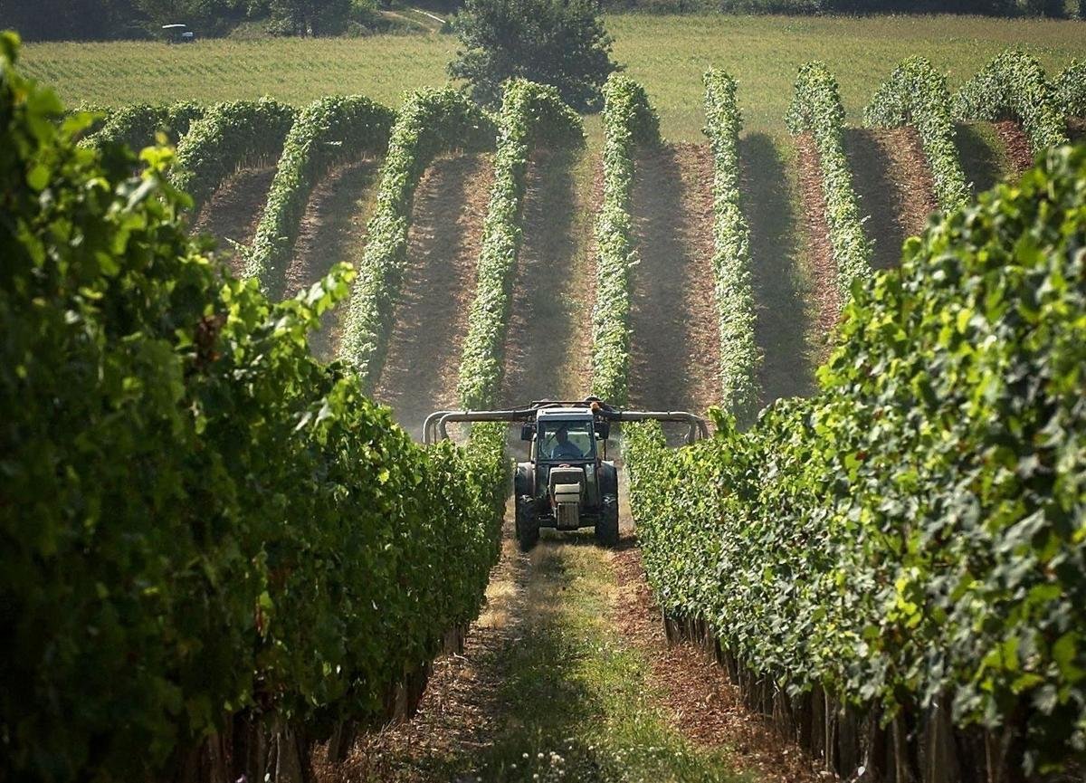 « Nous sommes en première ligne ! »… Exposition aux pesticides : les vignerons aussi veulent « savoir »