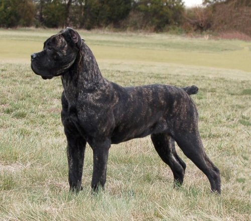 Libourne : deux molosses dévorent un chien en pleine rue