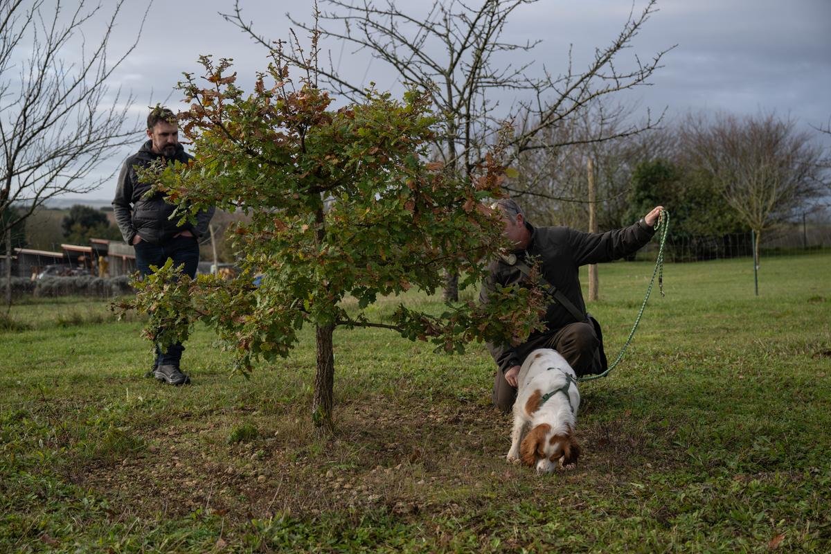 La truffe noire, un mystère qui se cultive aussi en Charente-Maritime