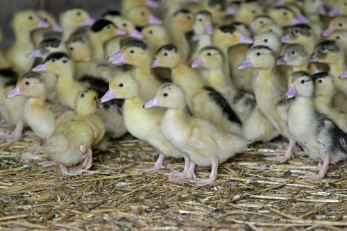 Grippe aviaire : « La vaccination ne peut se substituer aux mesures de lutte sanitaire »