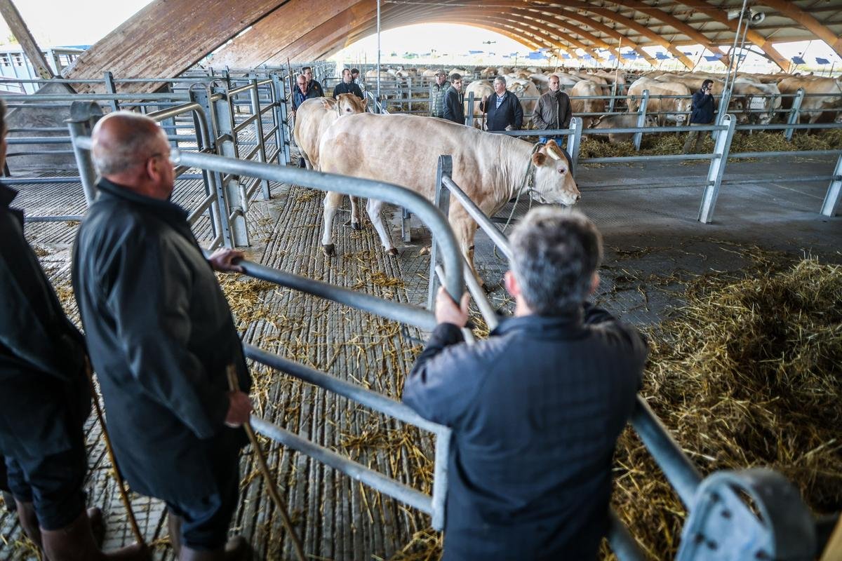 En images : le concours de l’Excellence bouchère de Pâques à Agen