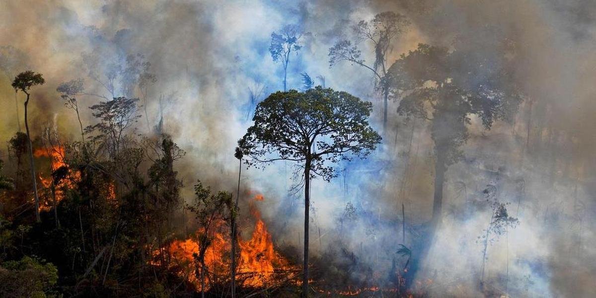 18 terrains de foot par minute : la destruction des forêts tropicales a atteint un record en 2024
