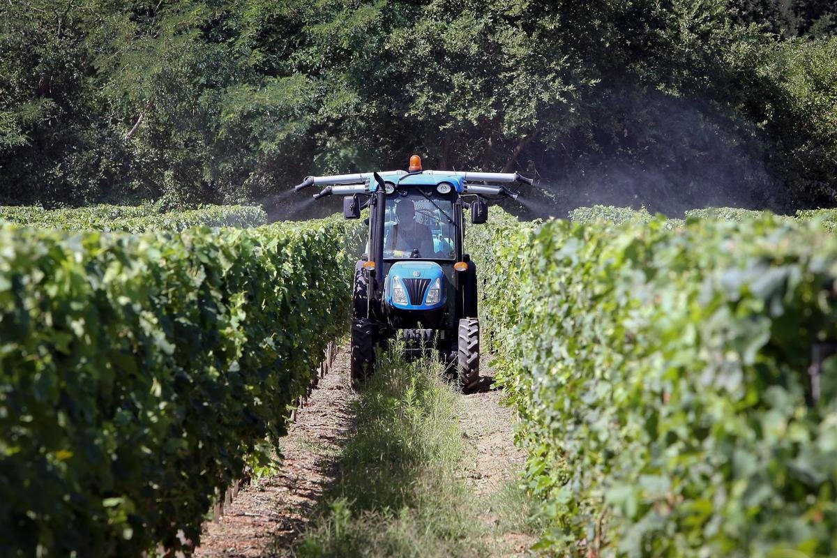 « Un enjeu de santé publique » : près de Bordeaux, les épandages de la vigne alimentent les conseils municipaux