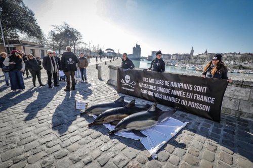 Mortalité des dauphins : nouveau recours devant le Conseil d’État pour stopper les captures dans le golfe de Gascogne