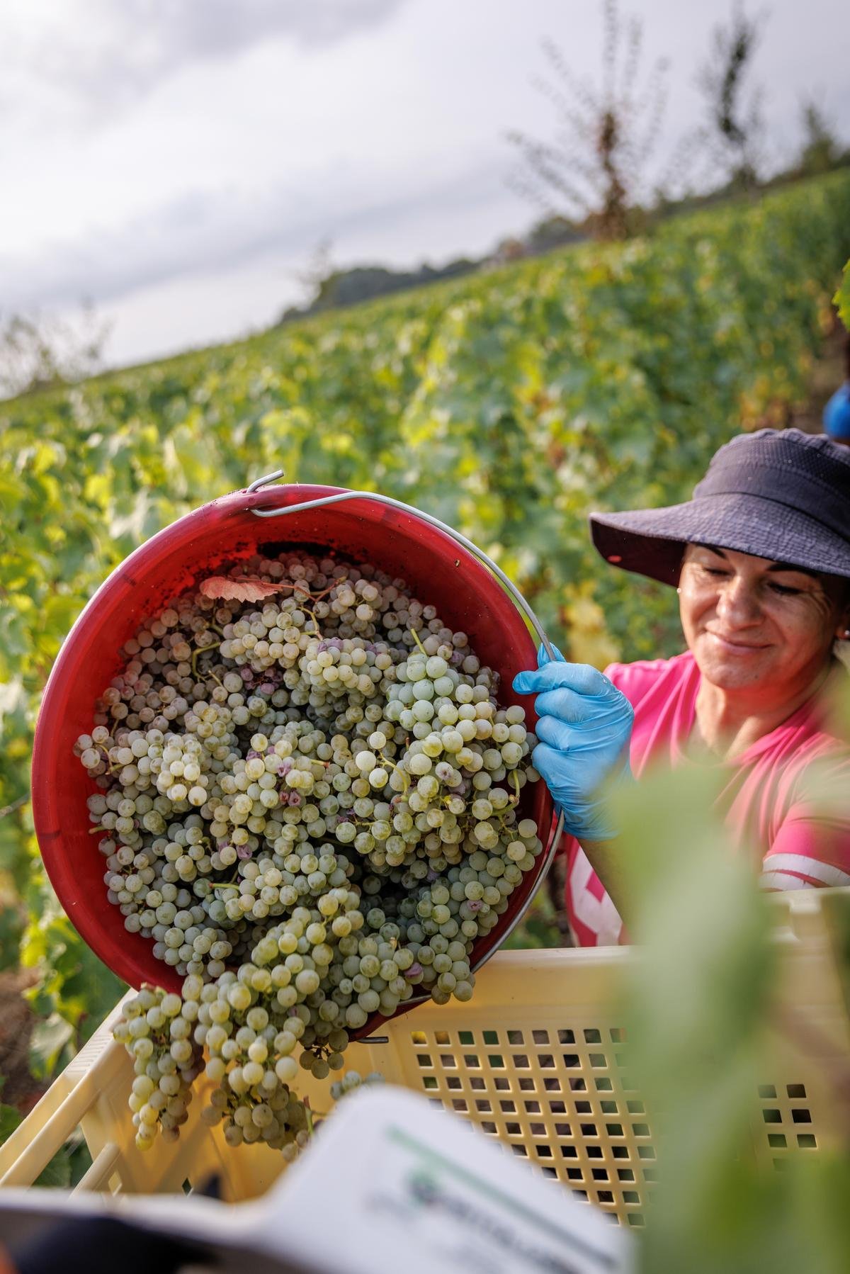 Vendanges précoces en Gironde : c’est parti pour les blancs en Saint-Émilionnais, la semaine prochaine en Fronsadais