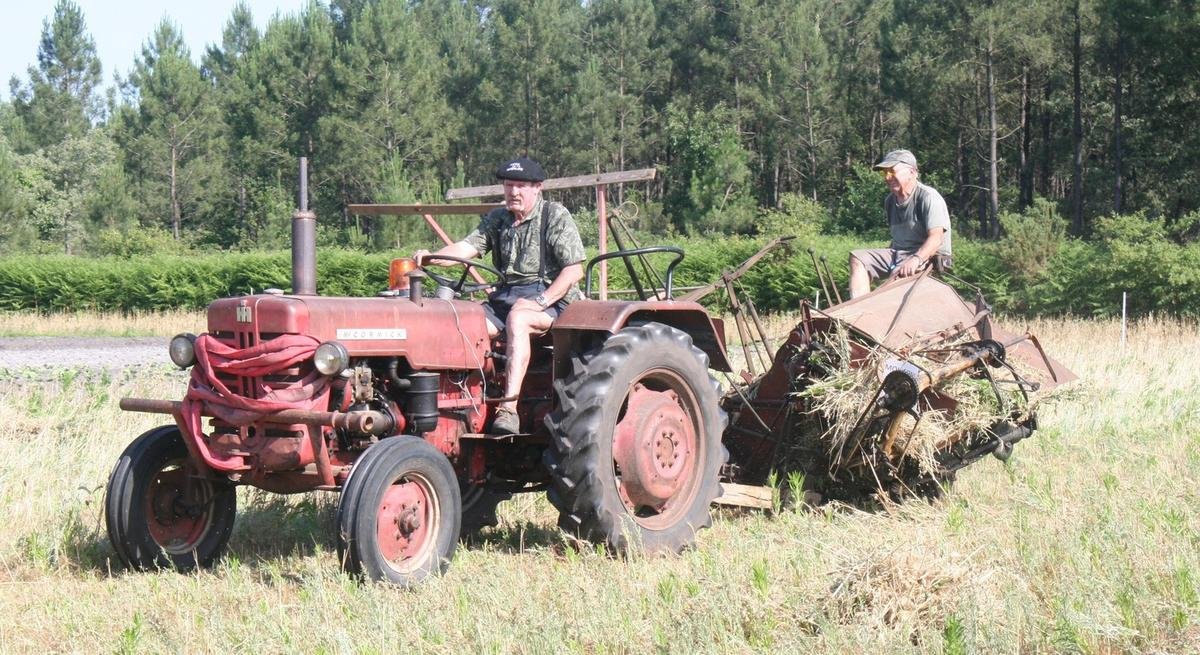 Biganos : une moisson traditionnelle pour préparer la Fête de la ruralité