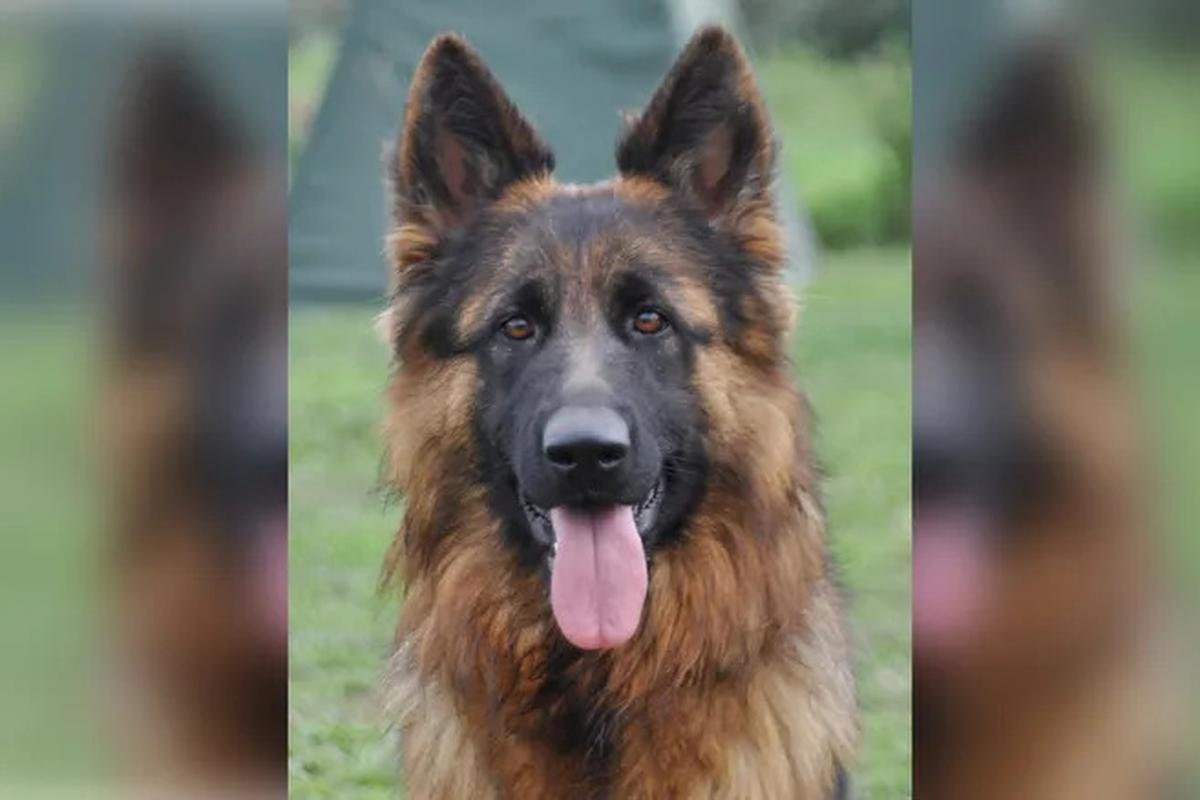 Salon de l’agriculture : une chienne d’une valeur de 25 000 euros volée puis retrouvée
