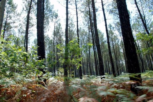 Forêts : des syndicats de l’ONF attaquent en justice le contrat avec l’État