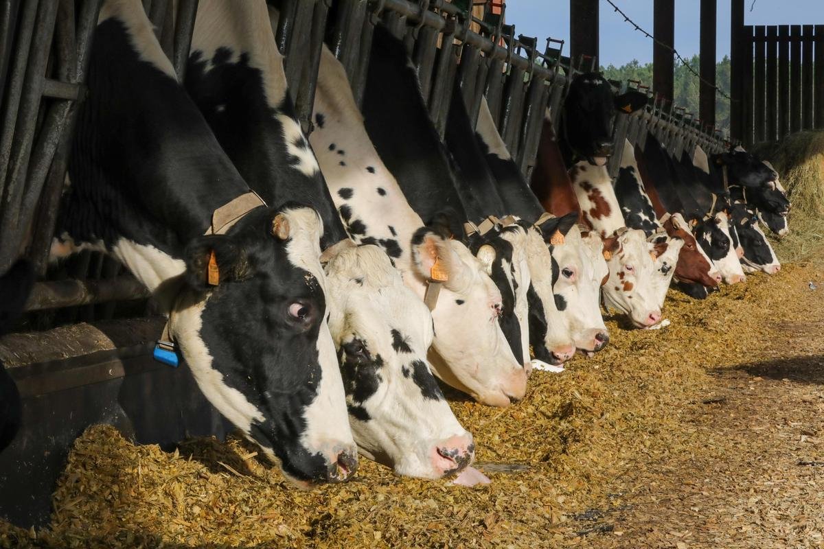 Agriculture : panne d’équarrissage en Dordogne à cause d’un « piratage informatique »