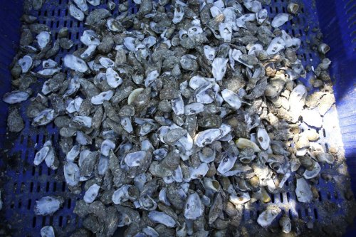Bassin d’Arcachon : au nord, la collecte et la valorisation des coquilles d’huîtres se poursuivent toute l’année