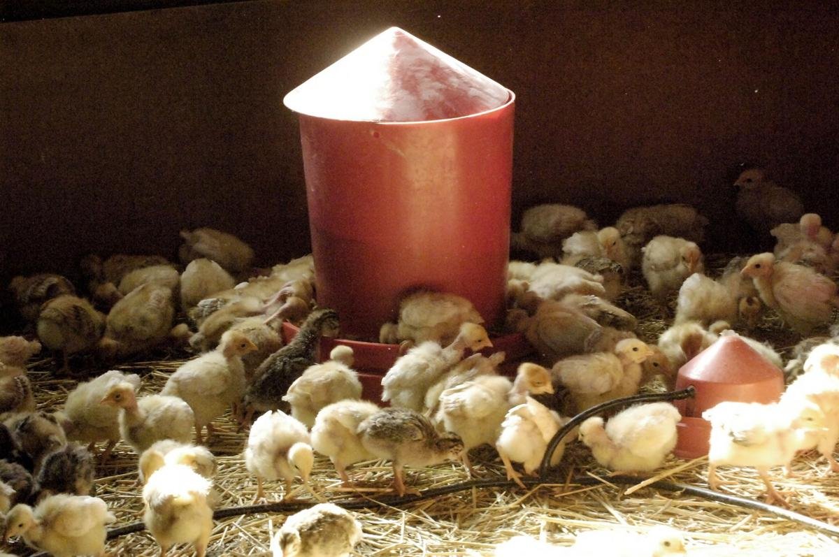 Lot-et-Garonne : 4 300 poussins sauvés de la noyade après le débordement d’un ruisseau
