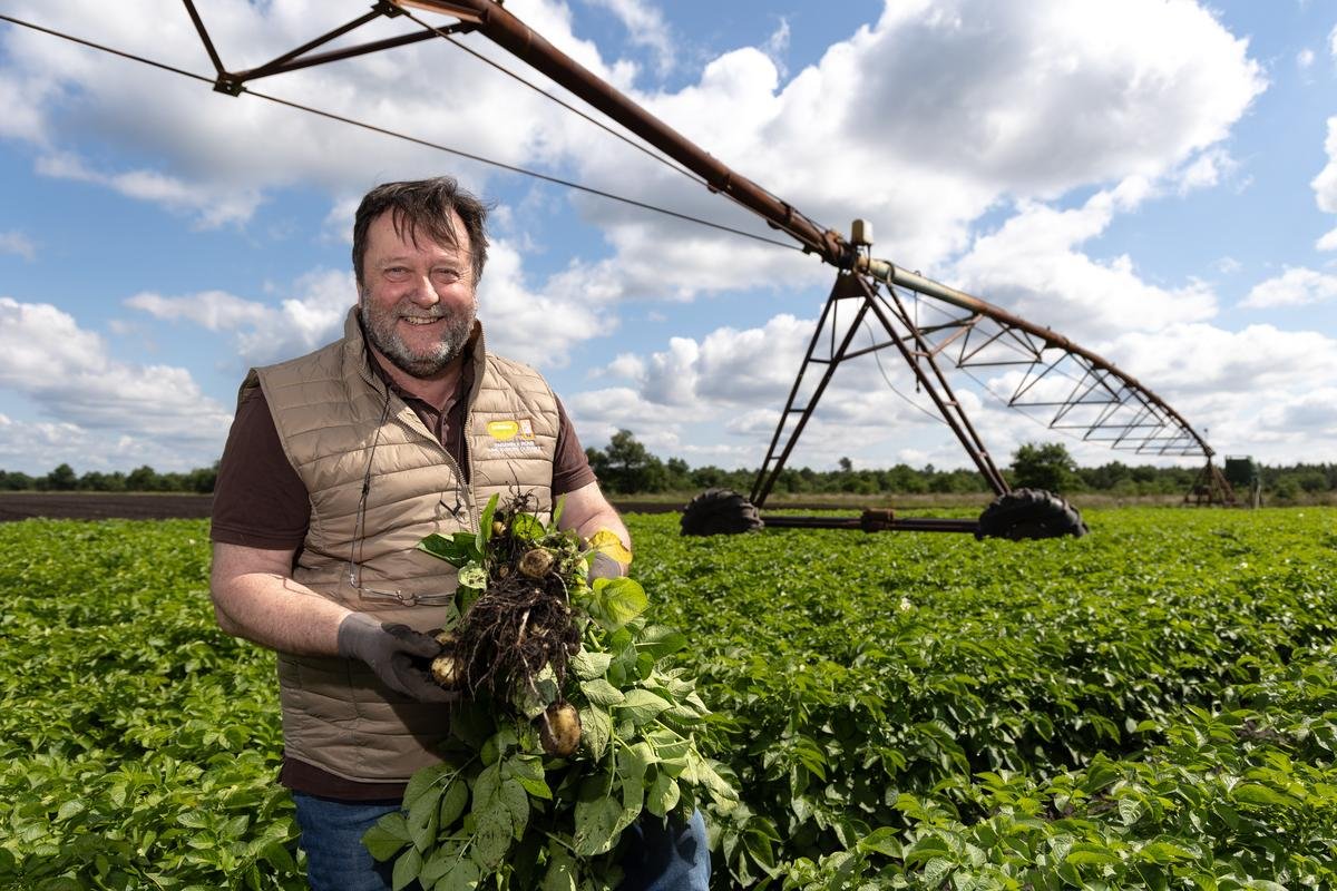 Agriculture : la production de pommes de terre fraîches a la patate en Gironde