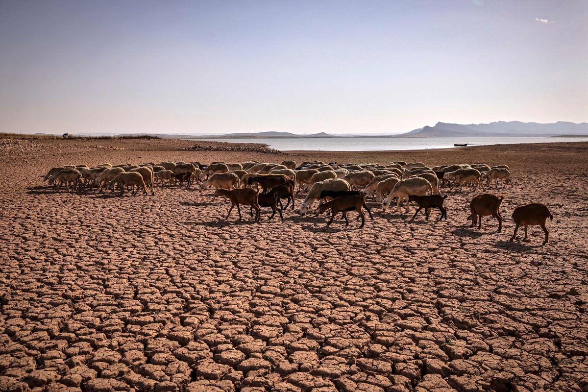 Le roi du Maroc appelle à ne pas sacrifier le mouton de l’Aïd, à cause de la sécheresse