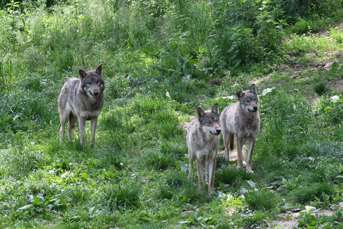 Des attaques de loups sur des bovins inquiètent les éleveurs en Provence