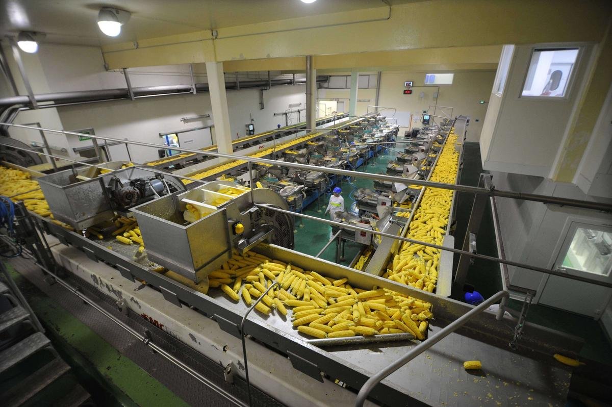 Maïs doux : en concurrence avec la Chine, le Sud-Ouest perd près de 6 000 hectares dédiés en deux ans