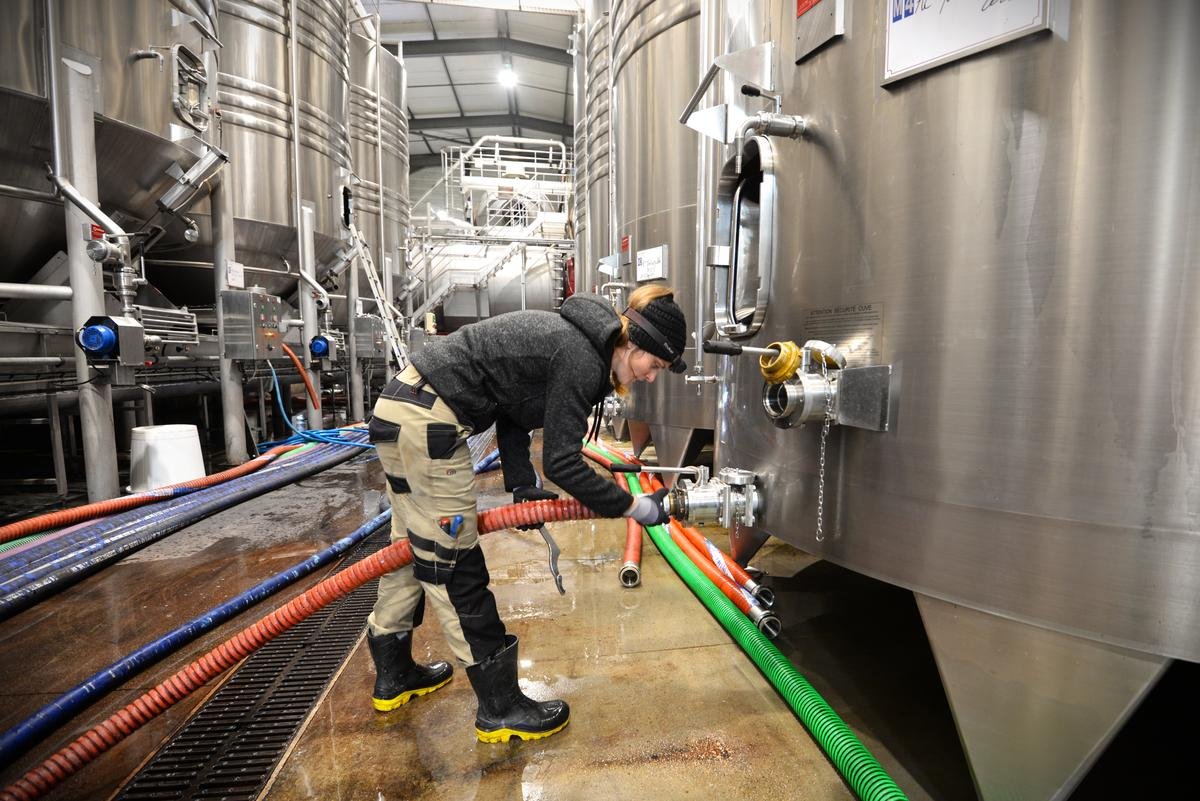 Vins en Dordogne. Récolte « très faible » mais qualité « exceptionnelle » : en Bergeracois, l’étonnant millésime 2025