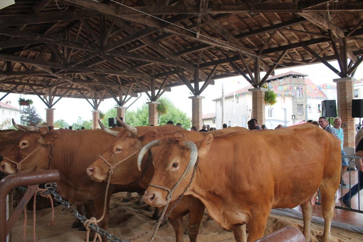 Terres de Chalosse : plus de 80 bêtes attendues au comice agricole