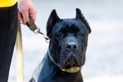 Les deux molosses qui ont dévoré un petit chien, en Gironde, avaient fait l’objet de signalements