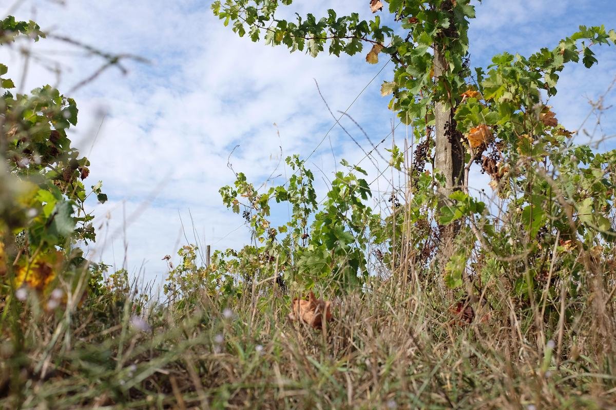 Vignes abandonnées : des sanctions plus clémentes censées être plus efficaces