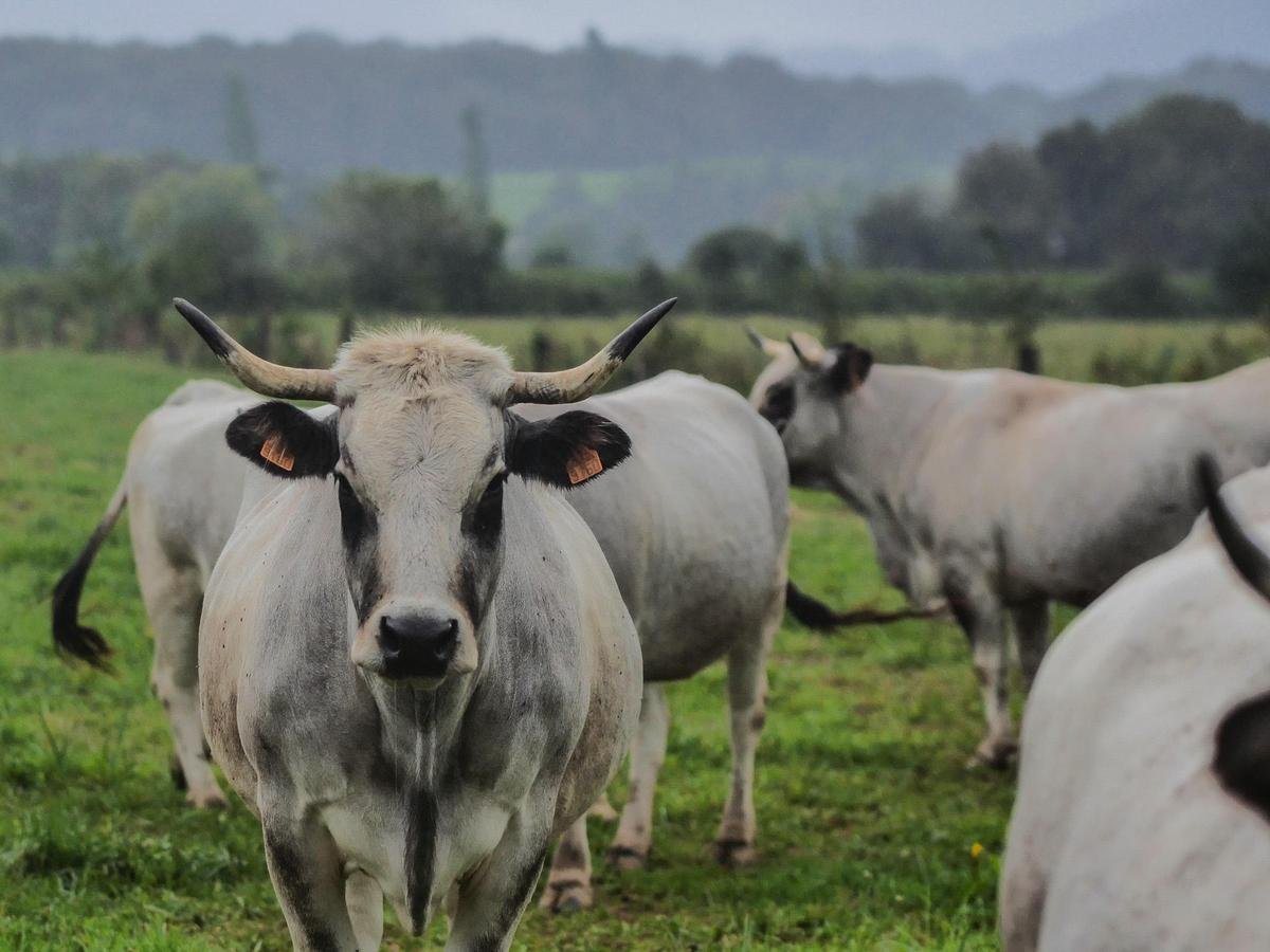 Dermatose nodulaire : une centaine de communes des Pyrénées-Atlantiques sous surveillance