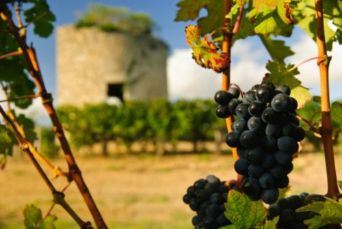 Le vin, une histoire bordelaise depuis l’Antiquité : notre dossier