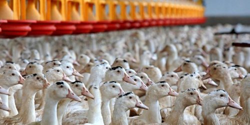 Grippe aviaire : le risque abaissé d'« élevé » à « modéré » en France