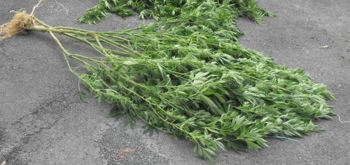 Bordeaux : jusqu’à 4 ans de prison après la découverte de 1 100 pieds de cannabis prêts à être plantés en forêt de Saumos