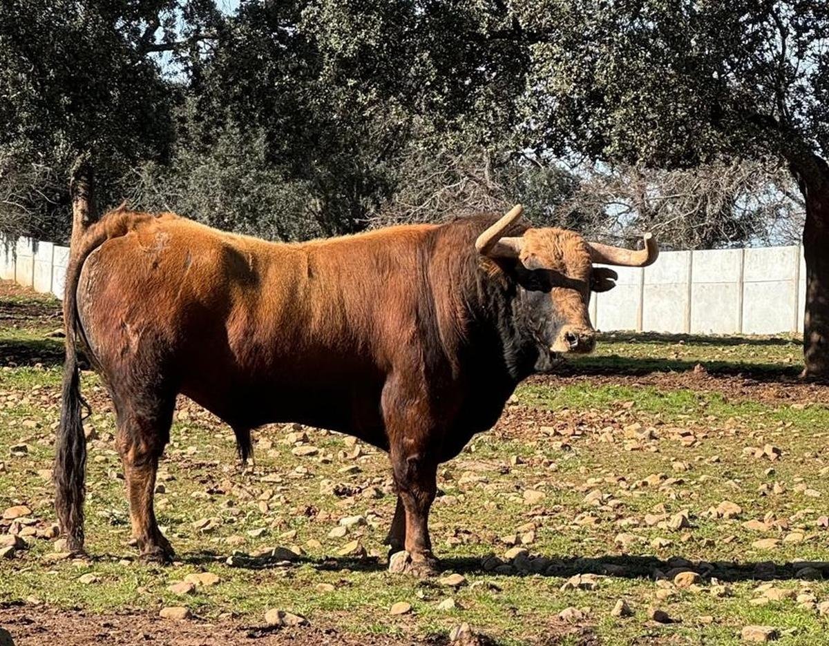 La ganaderia Pedraza de Yeltes retenue pour la corrida d’Aire-sur-l’Adour