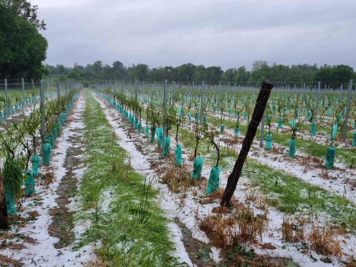 Intempéries dans les Landes : 30 % du vignoble du Tursan touché, dont « 20 % où il n’y a plus rien… »