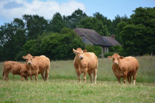 La tuberculose bovine : une maladie surveillée de près en Dordogne