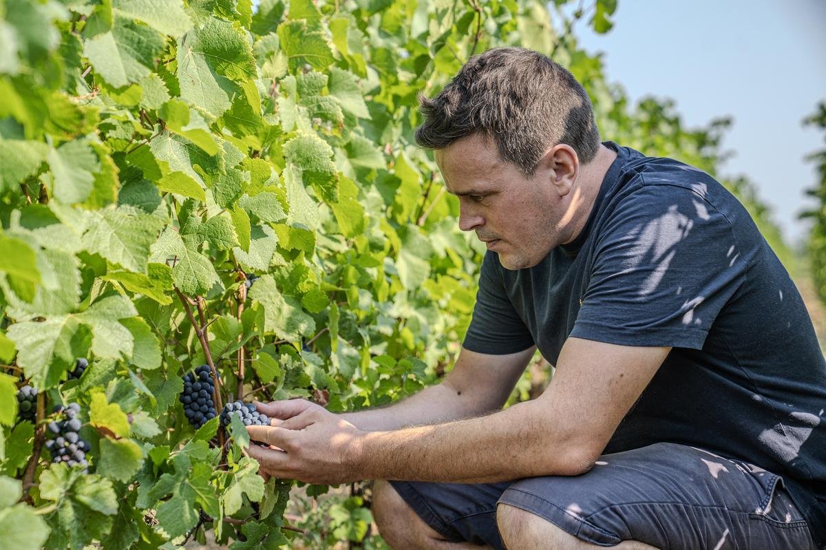 Charente-Maritime : le vignoble Pique Russe change de mains