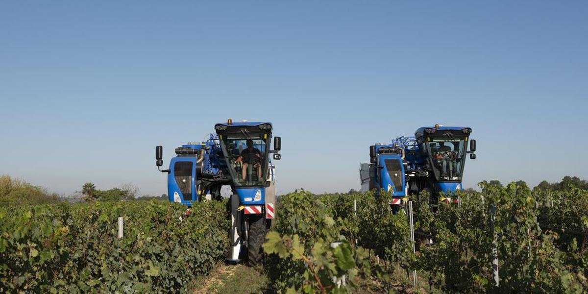Landes : les vendanges ont déjà commencé dans le Tursan