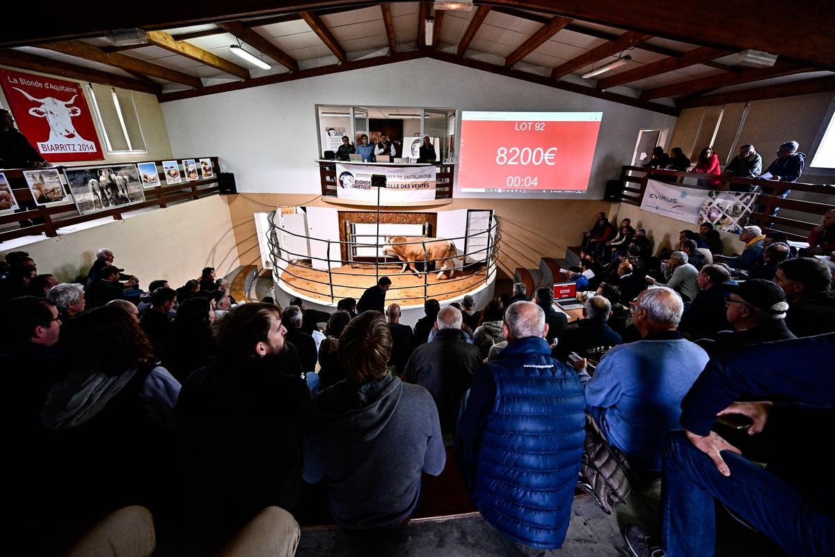« Allez, allez, 7 000 euros, c’est la moitié de son prix, qui dit mieux ? » : 56 taureaux pure race blonde d’Aquitaine vendus aux enchères