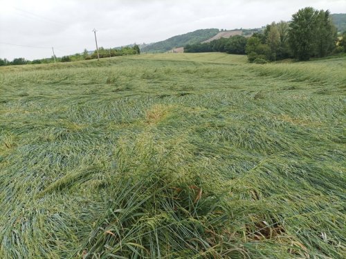 Vidéo. « Deux heures de pluie, 50 000 euros de pertes » : après les intempéries de lundi, les agriculteurs tirent eux aussi la langue