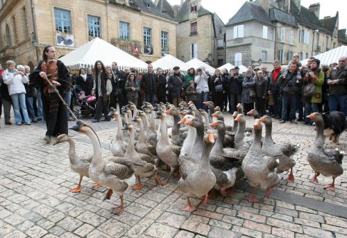 Animation en Dordogne : Fest’oie fait son retour à Sarlat, rendez-vous les 2 et 3 mars