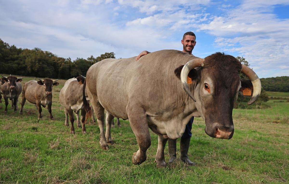 Agriculture : qui est Nirvana, 900 kilos sur la balance et égérie du concours Élevages et terroirs landais ?
