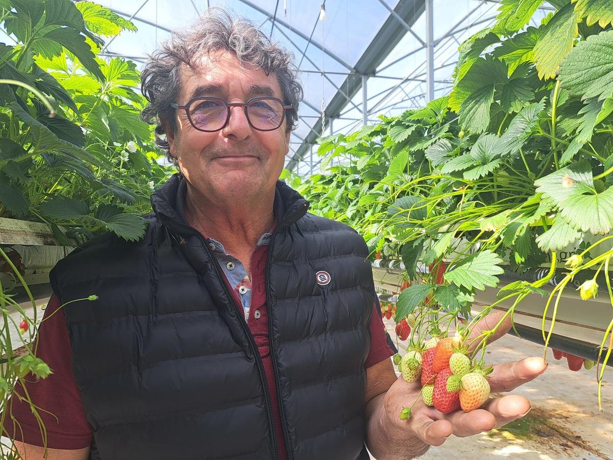 « Il a fallu tout inventer » : comment cinq agriculteurs ont fait de la fraise hors-sol la production phare du Lot-et-Garonne