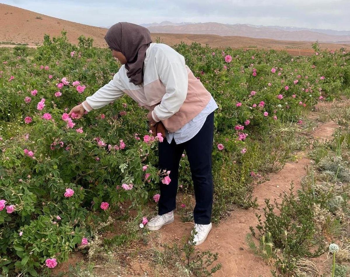 Béarn : d’ingénieur chimiste dans le pétrole à la distillation d’eau de rose, le parcours inspirant de Hafssa Chakibi